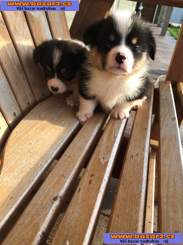 úžasná štenátka welsh corgi k adopci zdarma