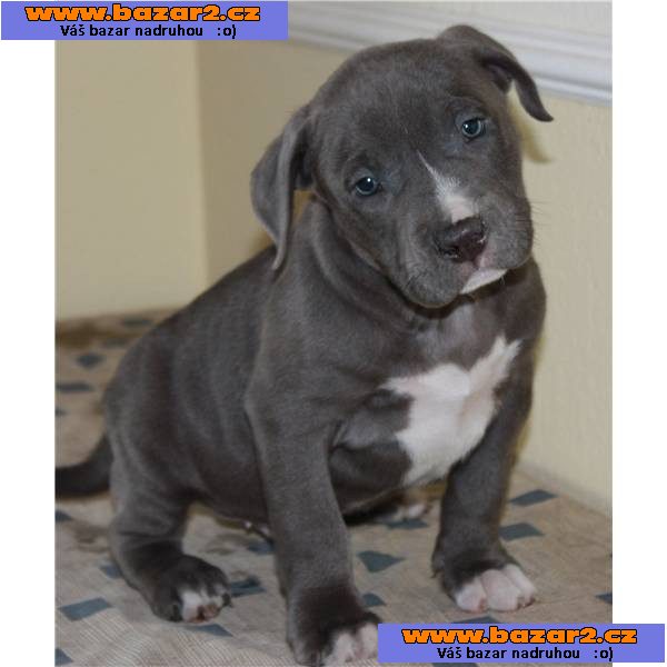 Americký Pitbull Blueline,