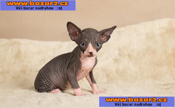 Registrovaná koťata Sphynx