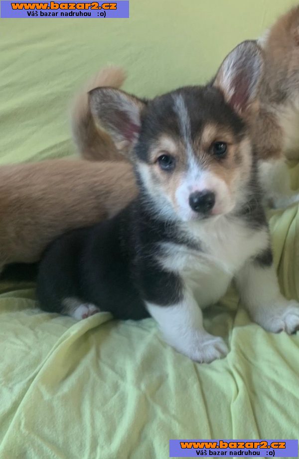 Krásná štěňátka Pembroke Welsh Corgi.