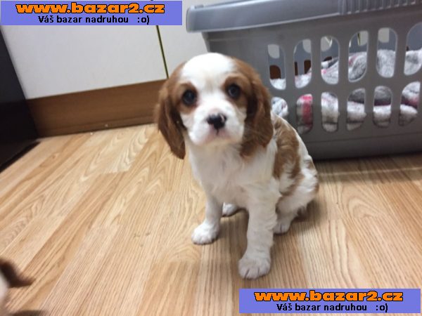 Roztomilá a rozkošná štěňata kavalír King Charles Spaniel na prodej