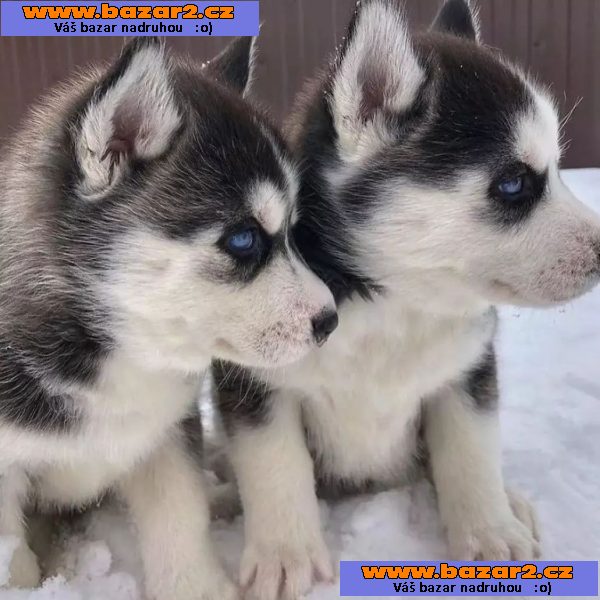 Prodám roztomilá štěňata sibiřského huskyho