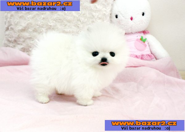 Německý špic trpasličí (pomeranian) - štěnata s pp