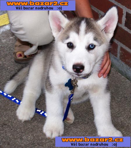 Sibiřští husky štěňata sPP