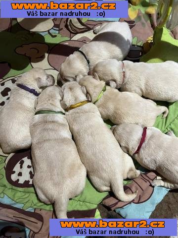 Labrador retriever s PP (žlutý labrador)