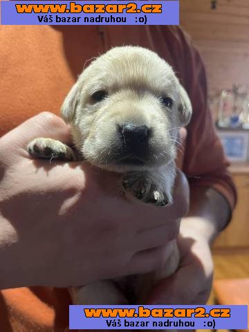 Labrador retriever s PP (žlutý labrador)