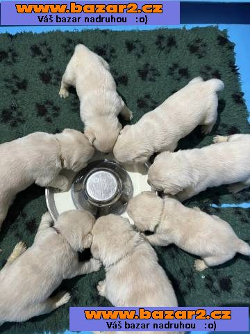 Labrador retriever s PP (žlutý labrador)