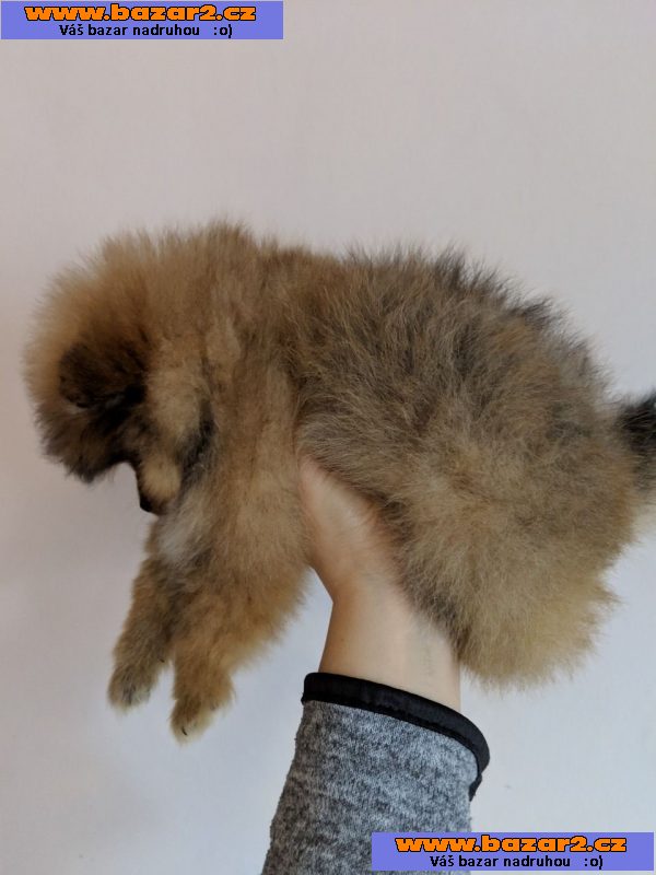 Prodám šálek Pomeranian Štěňata.