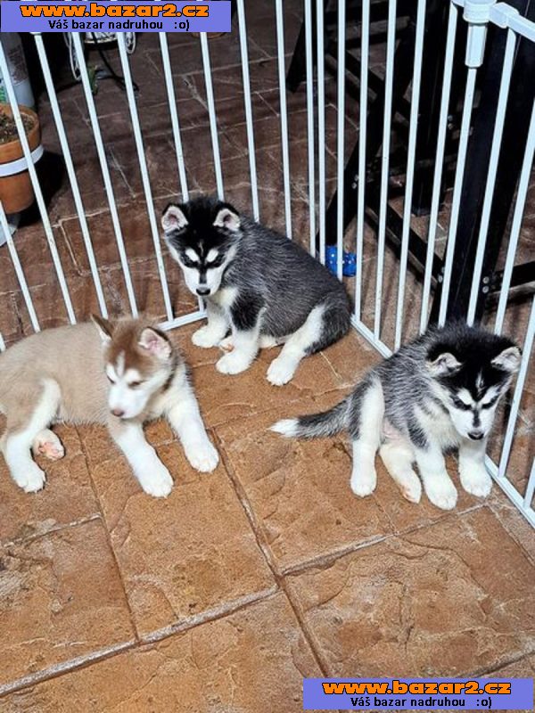 Sibiřský husky