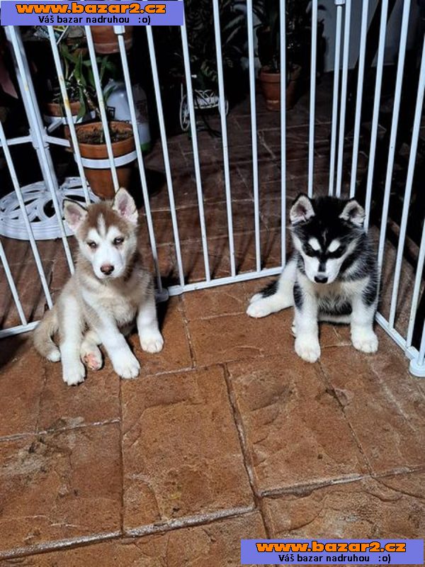 Sibiřský husky
