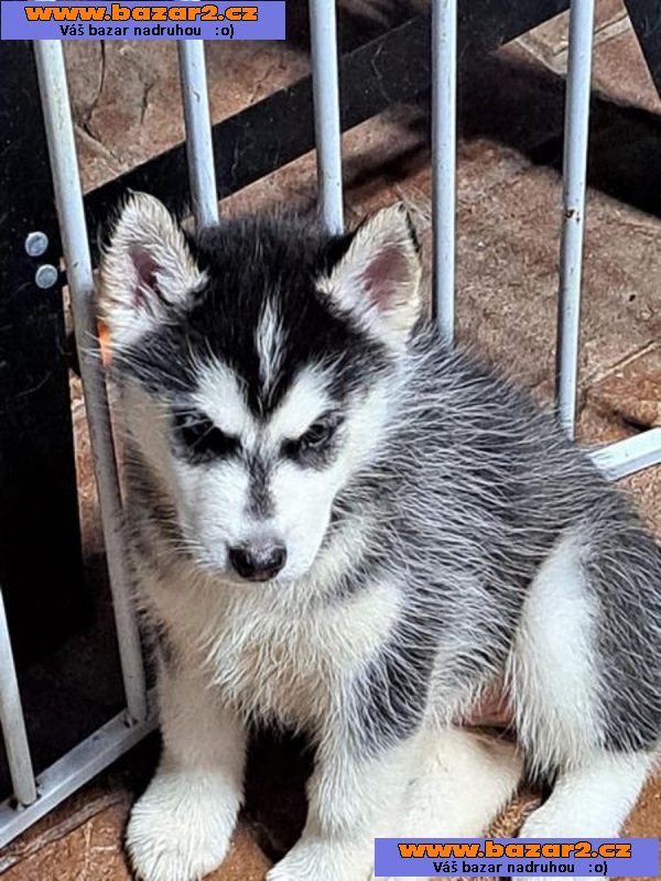 Sibiřský husky