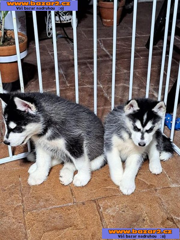 Sibiřský husky