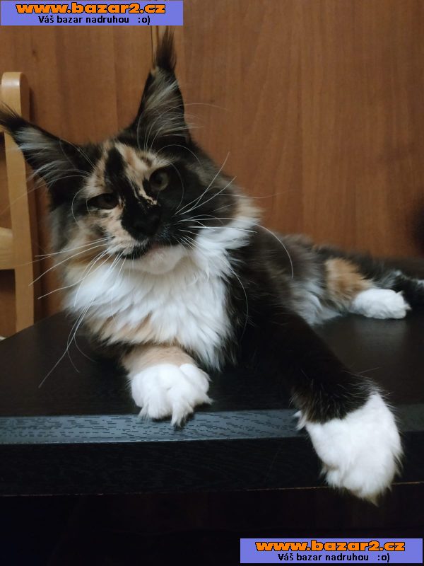 prodám koťata 