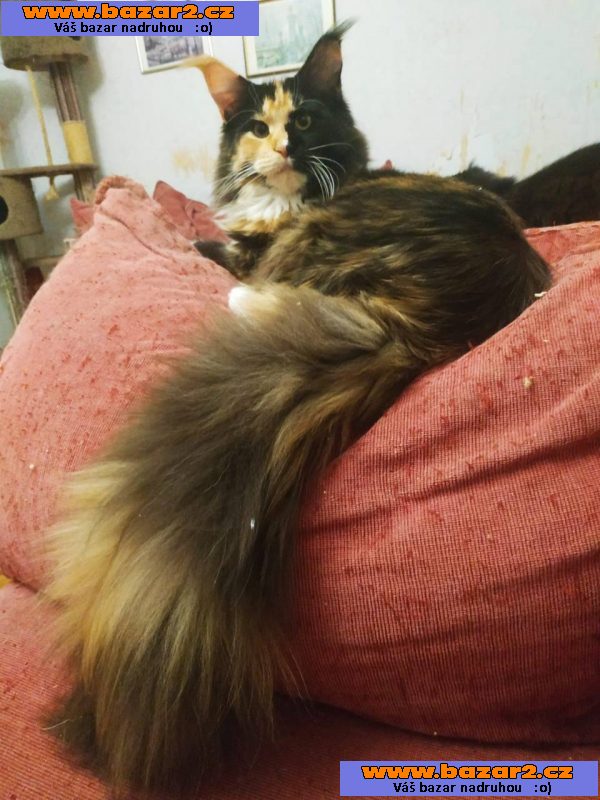 prodám koťata 