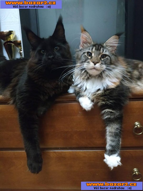 prodám koťata 