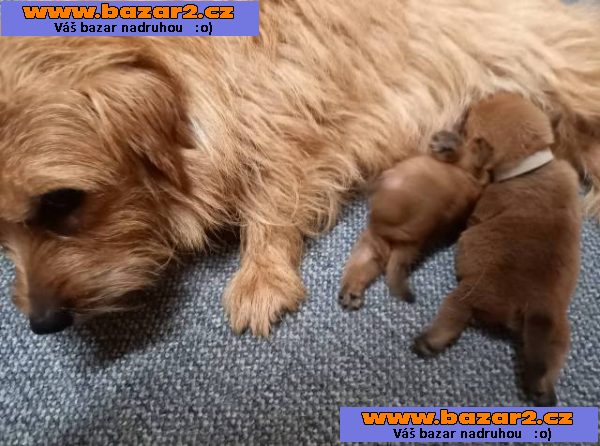Norfolk Terrier