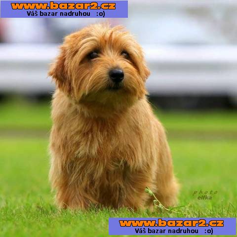 Norfolk Terrier