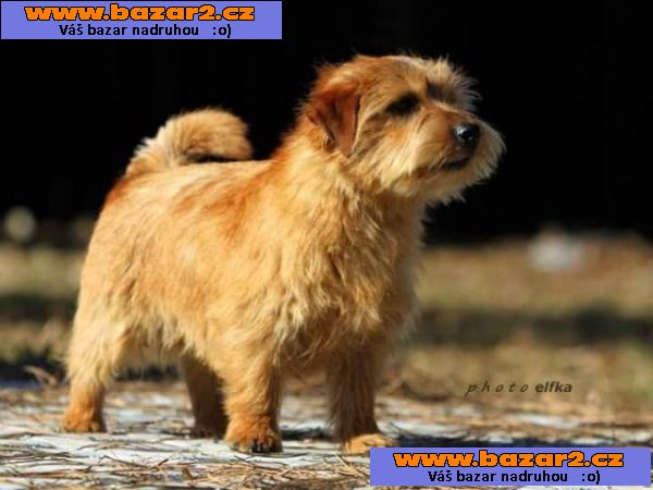 Norfolk Terrier