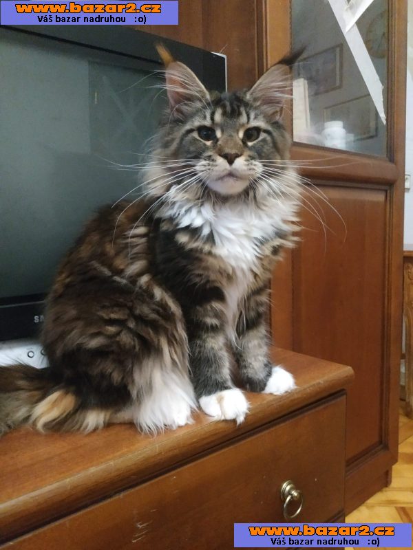 Mainská mývalí koťata 