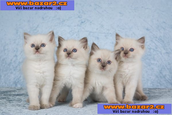 Ragdoll s PP