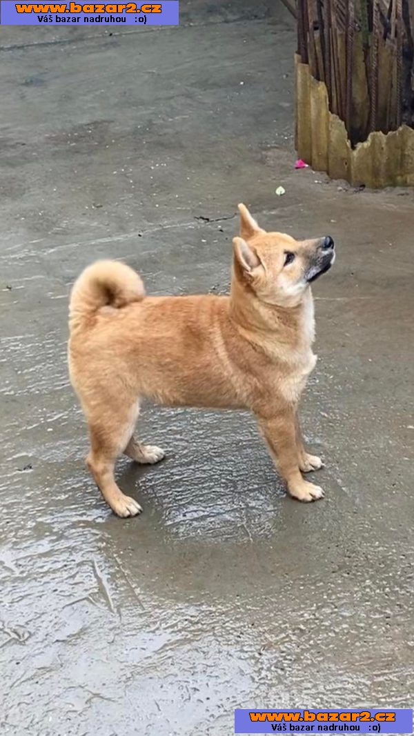 Shiba Inu štěňata