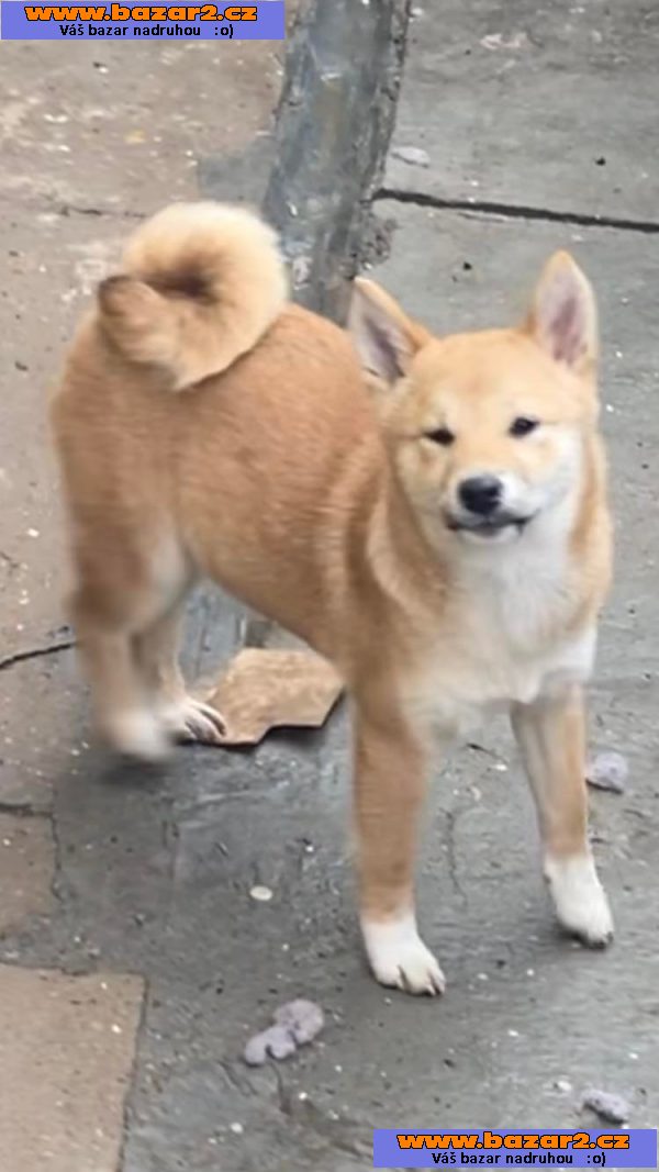 Shiba Inu štěňata