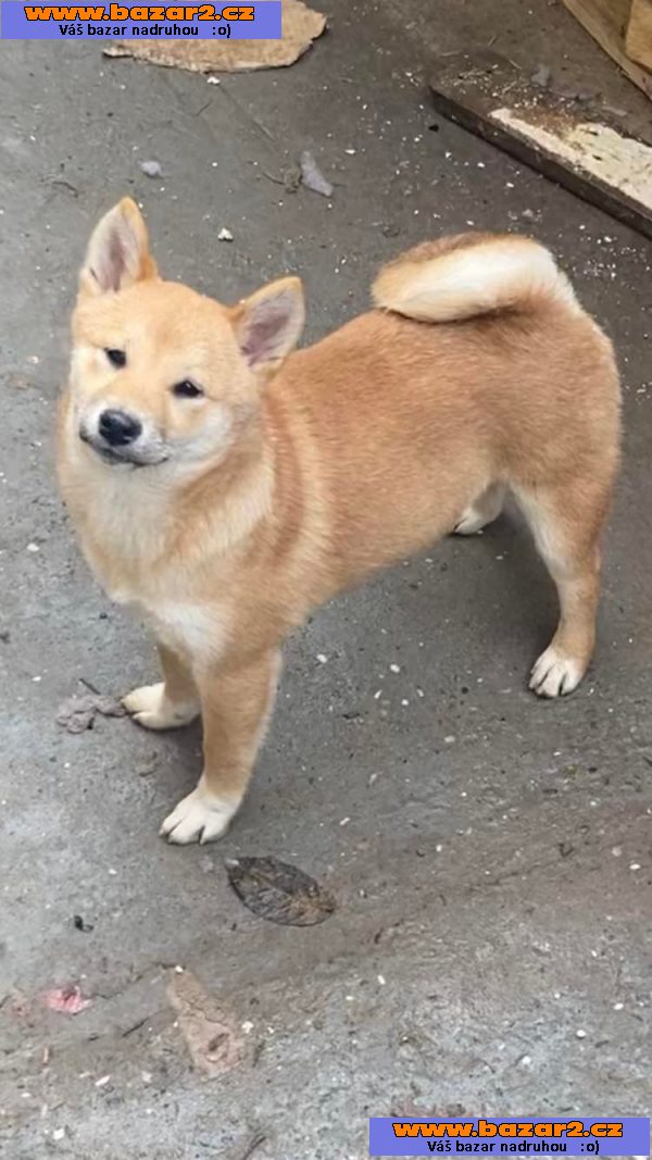 Shiba Inu štěňata