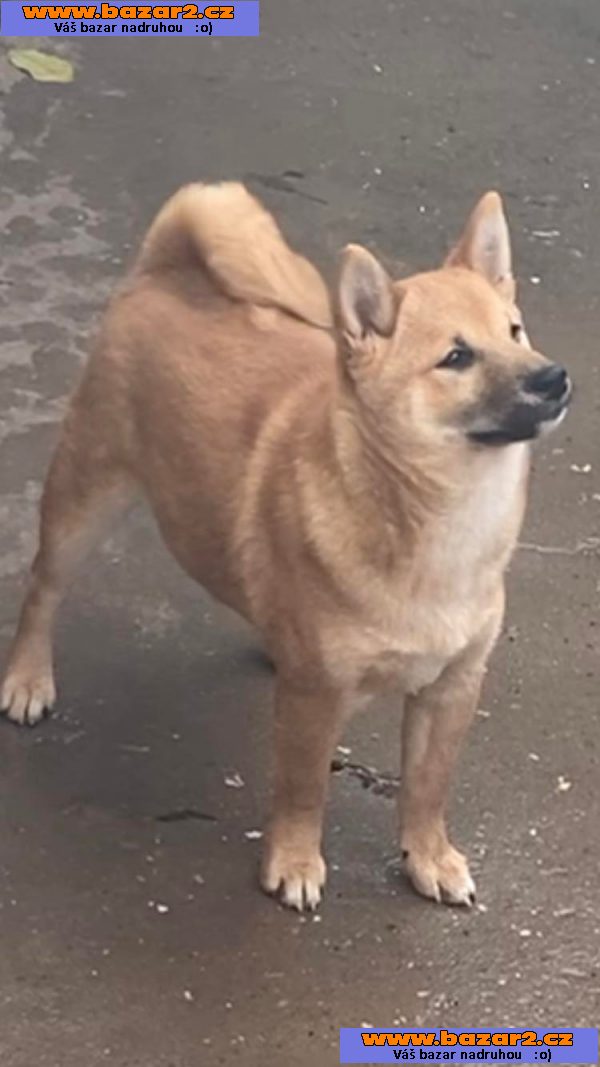 Shiba Inu štěňata