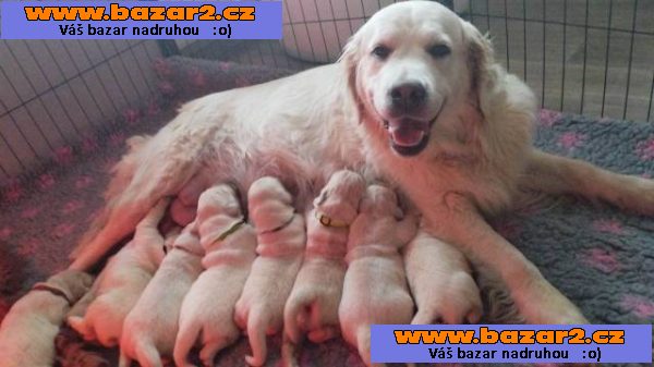 Zlatý retrívr - Golden retriever - štěňátka s PP 