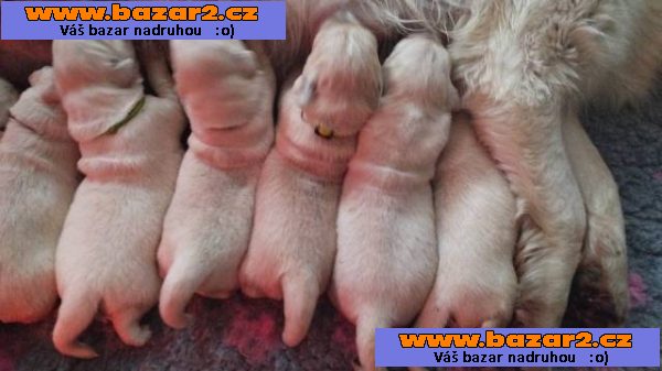Zlatý retrívr - Golden retriever - štěňátka s PP 