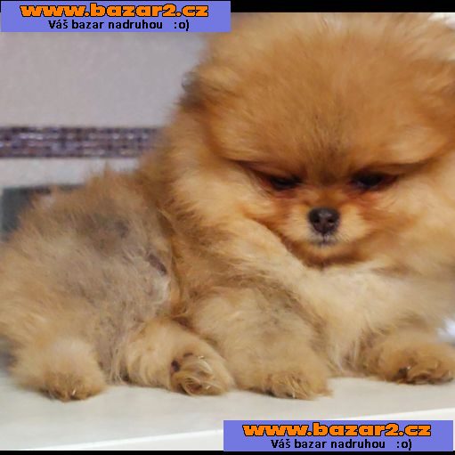 Pomeranian Spitz Boo Nejlepší kvalita