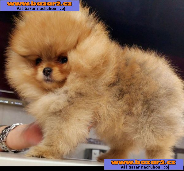Pomeranian Spitz Boo Nejlepší kvalita