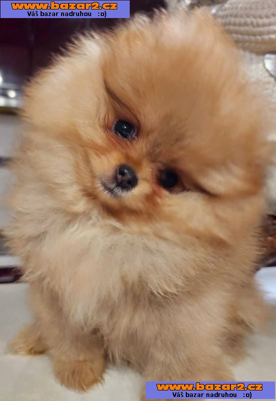 Pomeranian Spitz Boo Nejlepší kvalita
