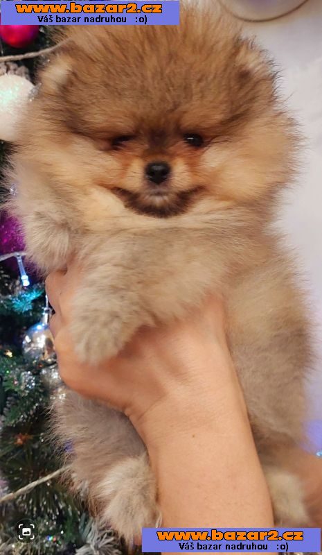 Pomeranian Spitz Boo Nejlepší kvalita
