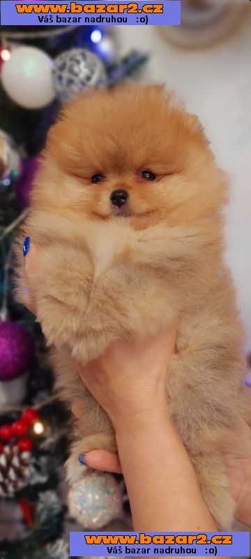 Pomeranian Spitz Boo Nejlepší kvalita