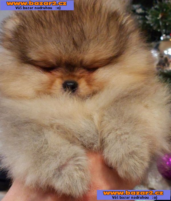 Pomeranian Spitz Boo Nejlepší kvalita