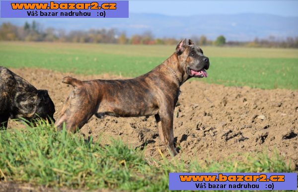Cane Corso samec na prodej