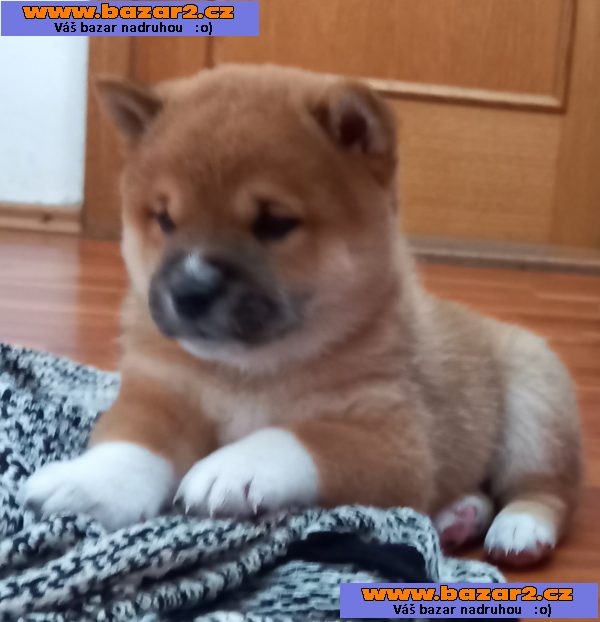 Shiba inu