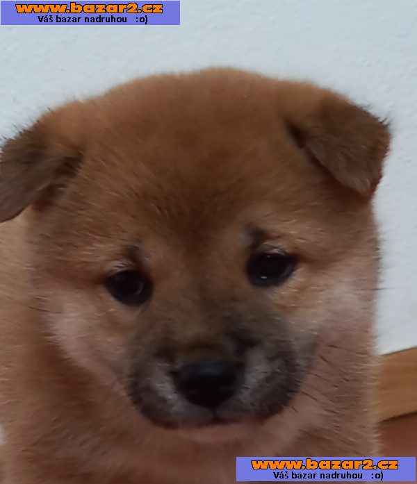 Shiba inu