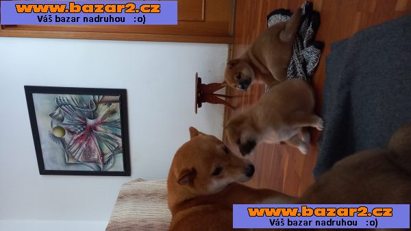 Shiba inu