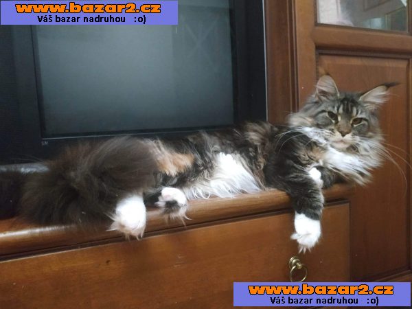 mainská mývalí kotáta