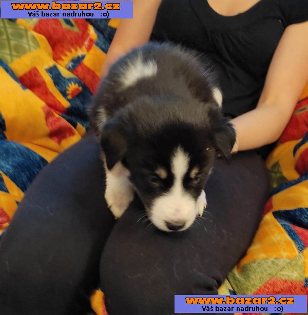 Prodám štěňata Husky a Border kolie