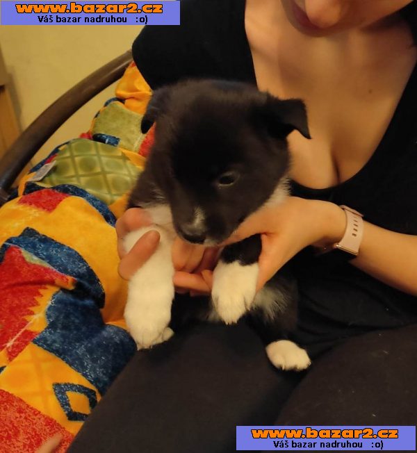 Prodám štěňata Husky a Border kolie