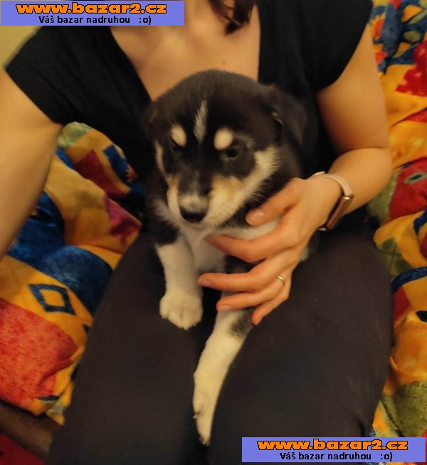 Prodám štěňata Husky a Border kolie