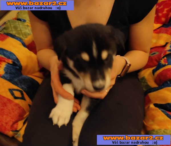 Prodám štěňata Husky a Border kolie