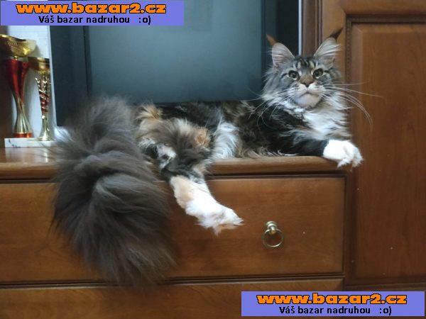 Mainská mývalí kotáta