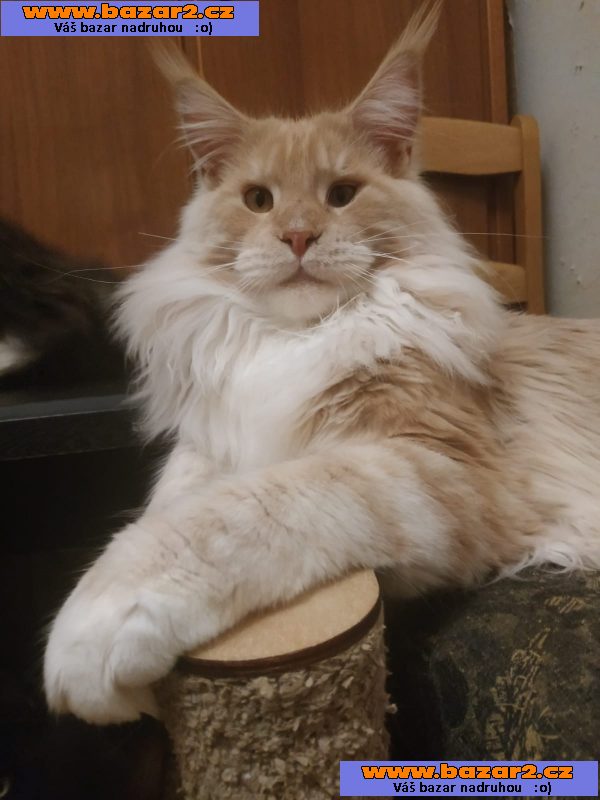 Mainská mývalí kotáta