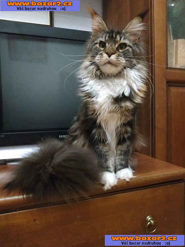 Mainská mývalí kotáta