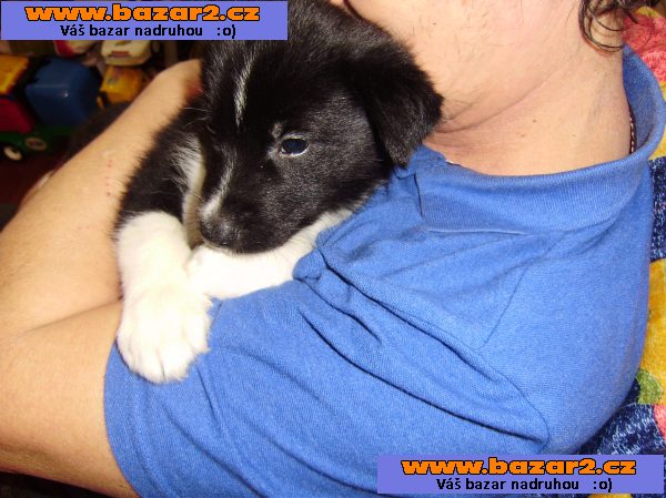 Krásná zdravá štěňátka maminka Husky,tatínek Borderkolie