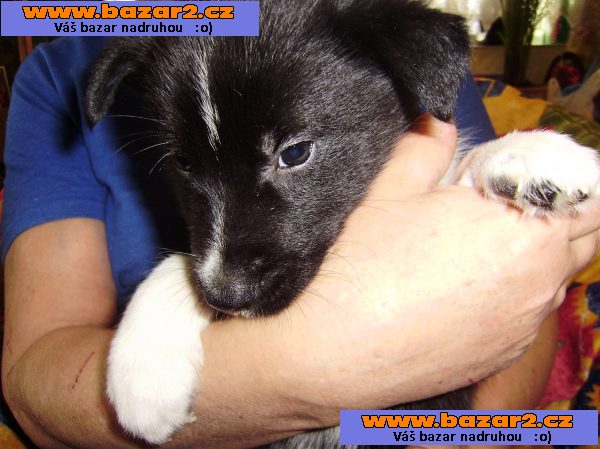 Krásná zdravá štěňátka maminka Husky,tatínek Borderkolie